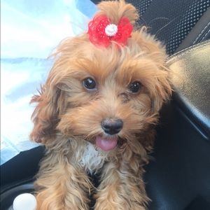 Meet your Posher, Vanessa